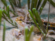Small super klipfish hiding on the sand in the sea grass
