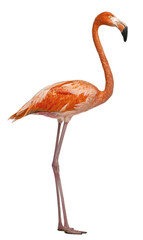 Wall Mural - american flamingo, phoenicopterus ruber, 10 years old, standing