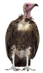 Wall Mural - Hooded vulture - Necrosyrtes monachus (11 years old) in front of