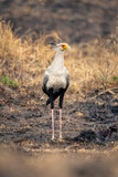 Fototapeta Konie - Secretary bird stands in mud on savannah