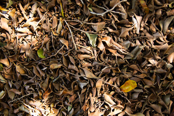 set of stacked leaves