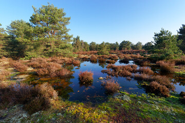 Canvas Print - Nanteau forest in the French Gâtinais Regional Nature  Park