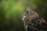 Fototapeta Panele - horned owl