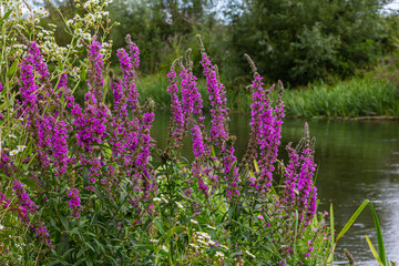 Wall Mural - Purple loosestrife Lythrum salicaria inflorescence. Flower spike of plant in the family Lythraceae, associated with wet habitats