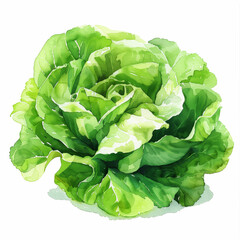 Poster - Watercolor art image of fresh green lettuce salad, watercolor, white background 