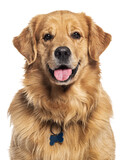 Fototapeta Koty - Head shot of a Happy panting Golden retriever dog looking at camera, wearing a collar and identification tag