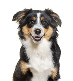 Fototapeta Koty - Head shot of a Happy tri-color Mongrel dog looking at the camera, isolated on white