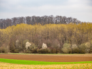 Canvas Print - Bäume im Feld im Frühjahr