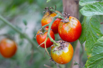 Sick, spoiled tomatoes with spots grow on the bush. Vegetables affected by late blight