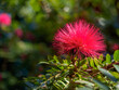 Vibrant red Powder Puff Flower blooming in tropical garden in New Delhi