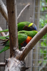 Sticker - Parrot in Jungle Park Tenerife(Spain)