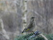  Female greenfinch on a blue spruce branch.