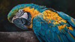A Blue and Gold Macaw taking a moment to rest, its eyes closing in contentment.