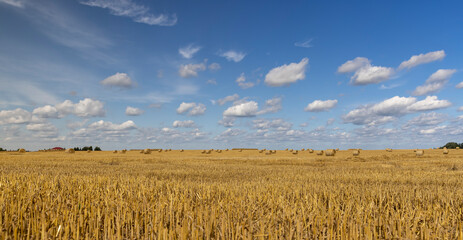 Wall Mural - straw stacks in the field after the grain harvest