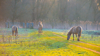 Wall Mural - Horses in a field in wetland at sunrise in winter, Almere, Flevoland, The Netherlands, March 8, 2024