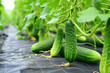 Cucumbers Growing on Biological Fiber Mats