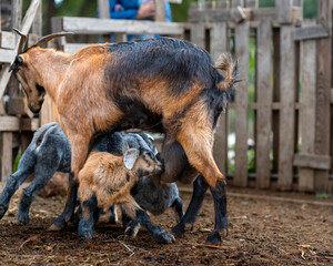 newborn goats in a stable suckle from their mother,s udder