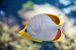 Vibrant Yellowhead Butterflyfish - Chaetodon xanthocephalus swimming gracefully in a coral reef aquarium