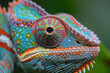 closeup portrait of colorful chameleon