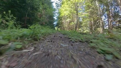 Poster - Flying Over Dirt Trail in Mountain Forest