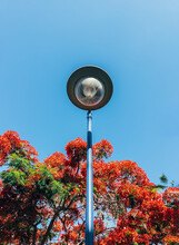 Retro Streetlamp In A Park