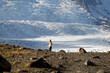 © Ivan Haidutski/Stocksy - Blurred young man near huge glacier.