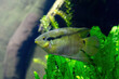 Flag cichlid fish swimming near green aquatic plants in freshwater aquarium