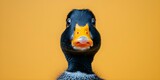 Fototapeta Zwierzęta - Asurprisedduckwithacuriousexpressiononayellowbackground. Concept Funny Animal Portraits, Expressive Animal Photography, Quirky Duck Photos, Surprised Duck Capture