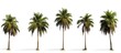 © GoDress - Collection of coconut trees isolated on white background. copy space