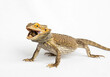 © Nolan C. - bearded dragon lizard