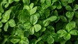 a fenugreek leaves, traditionally used for their anti-inflammatory properties