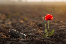 A Poignant Image Of A Single, Bright Red Poppy Growing In The Center Of An Otherwise Barren Field, With A Deactivated Mine Partially Buried In The Soil Nearby.
