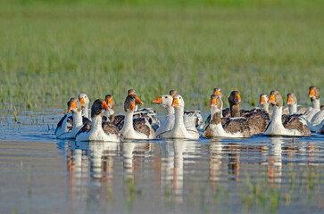 Poster - Domestic geese swimming in the lake.