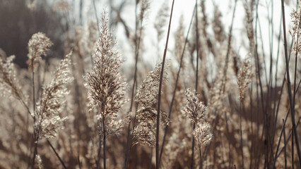  reeds at sunset