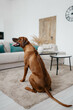 A Rhodesian Ridgeback dog in a photo studio