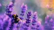 A plump bumblebee gathering pollen from a cluster of lavender blooms