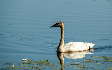 Poster - trumpeter swan swimming in lake