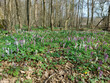 violet and white flowers in spring forest
