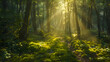 Sunlight streaming through a dense forest canopy onto a mossy path