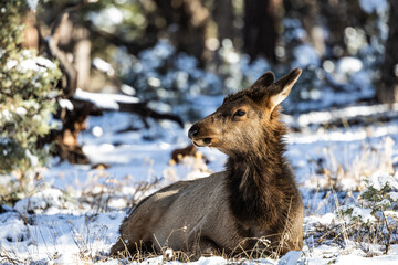 Wall Mural - An elk resting on the ground in a winter wonderland