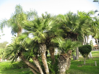 palm tree in the park