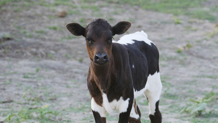 Poster - Black and white calf cow on farm closeup for crossbred hybrid vigor concept in agriculture beef industry.