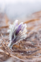 Wall Mural - A flower of the dream grass (Pulsatilla patens) in dew. Close-up