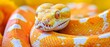  a close up of a snake's head with a yellow and white pattern on it's body and head.