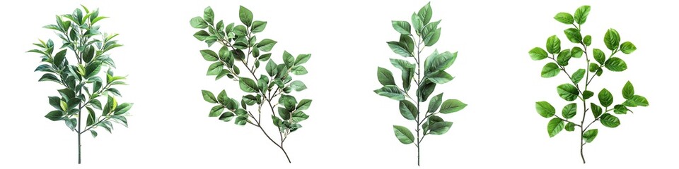 Wall Mural - Set of deciduous plant with green leaves isolated on transparent background