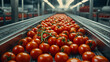 conveyor line with fresh tomatoes process