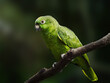 Yellow Crowned Amazon parrot (Amazona ochrocephala)