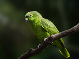 Fototapeta Uliczki - Yellow Crowned Amazon parrot (Amazona ochrocephala)
