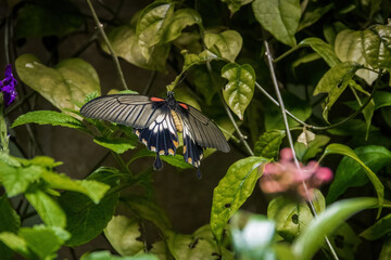 Wall Mural - Female Great Yellow Mormon butterfly (Papilio lowi)