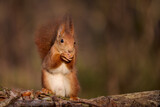 Fototapeta Sawanna - The European red squirrel (Sciurus vulgaris) is a rodent of the Sciuridae family widespread in Europe, but also in Asia.